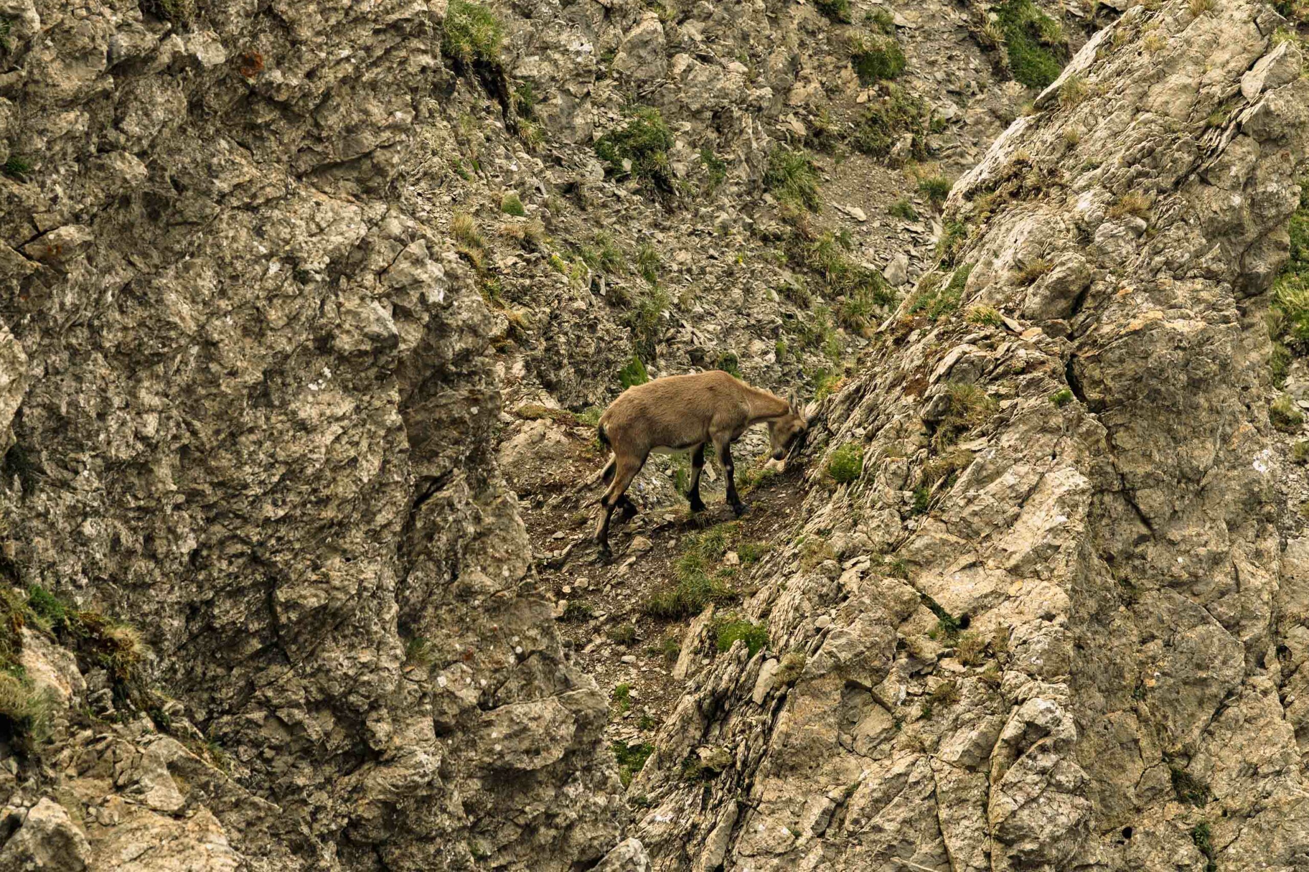 Des chèvres de montagne au loin, sur les pentes du Pilatus