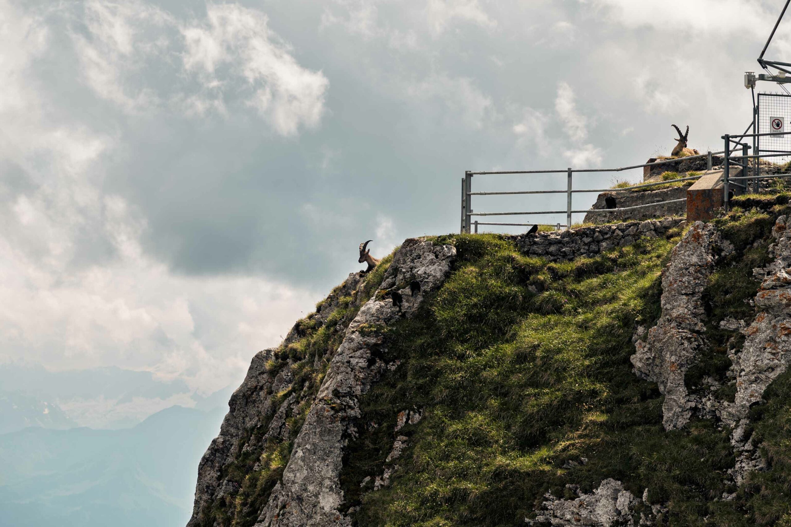 Des bouquetins sur les pentes rocheuses du Pilatus